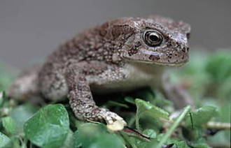 Species such as this Berber toad (Bufo mauritanicus) in El Feidja National Park, Tunisia, are part of crucial wetland biodiversity. [WWF] 