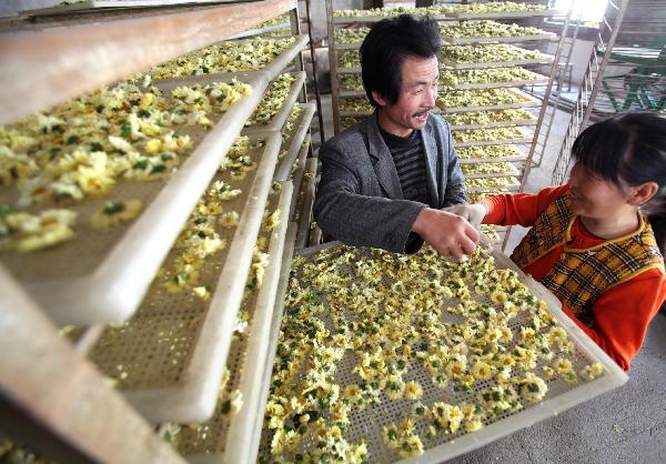 Workers prepare to dry chrysanthemum flowers in Ruicheng County of Yuncheng City, north China&apos;s Shanxi Province, Oct. 31, 2010. A total of 23,000 mu (around 1533.3 hectares) of chrysanthemum flowers in Ruicheng County were harvested recently. With bigger market at home and abroad for chrysanthemum flowers, the chrysanthemum planting industry of Ruicheng County is growing fast in recent years. [Xinhua]