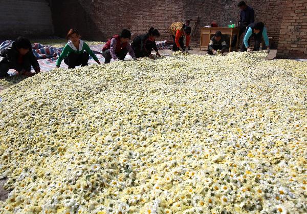 Workers pick chrysanthemum flowers in Ruicheng County of Yuncheng City, north China&apos;s Shanxi Province, Oct. 31, 2010. A total of 23,000 mu (around 1533.3 hectares) of chrysanthemum flowers in Ruicheng County were harvested recently. With bigger market at home and abroad for chrysanthemum flowers, the chrysanthemum planting industry of Ruicheng County is growing fast in recent years. [Xinhua] 