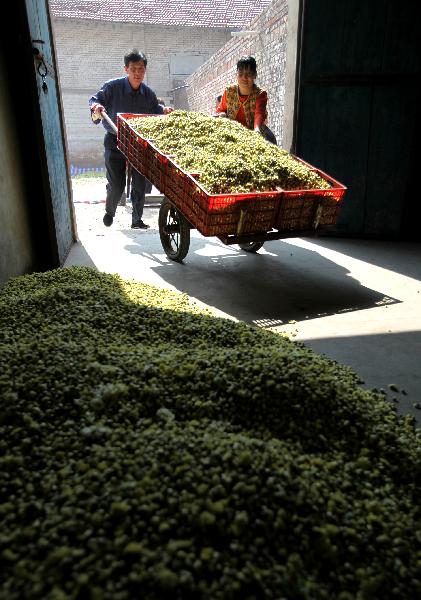 Workers transport chrysanthemum flowers in Ruicheng County of Yuncheng City, north China&apos;s Shanxi Province, Oct. 31, 2010. A total of 23,000 mu (around 1533.3 hectares) of chrysanthemum flowers in Ruicheng County were harvested recently. With bigger market at home and abroad for chrysanthemum flowers, the chrysanthemum planting industry of Ruicheng County is growing fast in recent years. [Xinhua]