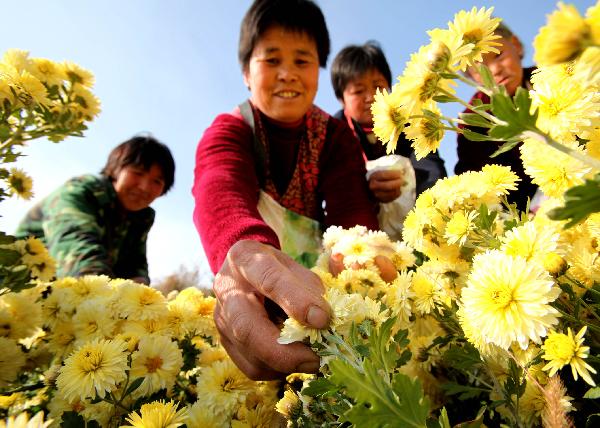 Workers prepare to dry chrysanthemum flowers in Ruicheng County of Yuncheng City, north China&apos;s Shanxi Province, Oct. 31, 2010. A total of 23,000 mu (around 1533.3 hectares) of chrysanthemum flowers in Ruicheng County were harvested recently. With bigger market at home and abroad for chrysanthemum flowers, the chrysanthemum planting industry of Ruicheng County is growing fast in recent years. [Xinhua]