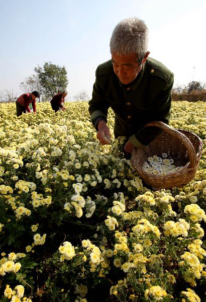 Farmers pick chrysanthemum flowers in Ruicheng County of Yuncheng City, north China&apos;s Shanxi Province, Oct. 31, 2010. A total of 23,000 mu (around 1533.3 hectares) of chrysanthemum flowers in Ruicheng County were harvested recently. With bigger market at home and abroad for chrysanthemum flowers, the chrysanthemum planting industry of Ruicheng County is growing fast in recent years. [Xinhua]