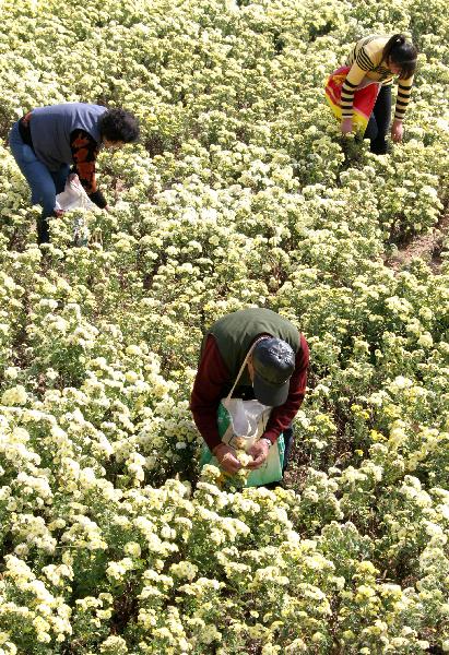 Workers pick chrysanthemum flowers in Ruicheng County of Yuncheng City, north China&apos;s Shanxi Province, Oct. 31, 2010. A total of 23,000 mu (around 1533.3 hectares) of chrysanthemum flowers in Ruicheng County were harvested recently. With bigger market at home and abroad for chrysanthemum flowers, the chrysanthemum planting industry of Ruicheng County is growing fast in recent years. [Xinhua]