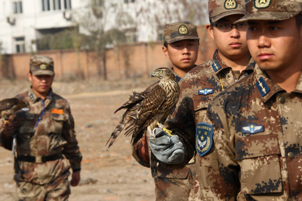 Air force soldiers prepare falcons to participate in a bird-repelling competition in Shenyang, Northeast China&apos;s Liaoning province Oct 31, 2010. A total of 784 soldiers competed in 49 events, including using falcons to repel birds at airports. [Xinhua]