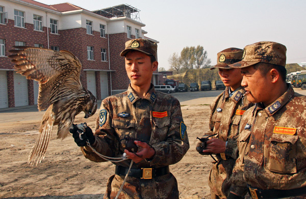 A soldier checks his falcon before releasing it for a bird-repelling competition in Shenyang, Oct 31, 2010. [Xinhua] 