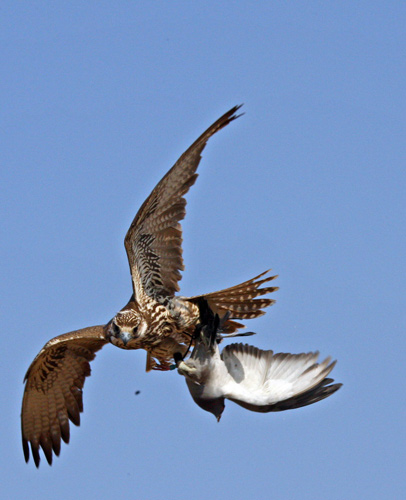 A falcon catches a bird during a bird-repelling competition in Shenyang, Oct 31, 2010. [Xinhua]