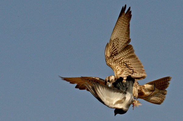 A falcon catches a bird during a bird-repelling competition in Shenyang, Oct 31, 2010. [Xinhua]