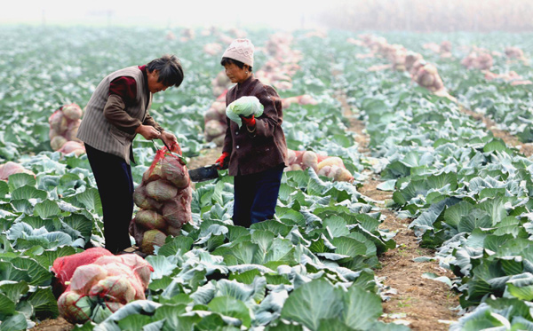 Farmers pick vegetables from their field in Anqiu, East China&apos;s Shandong province, Nov 1, 2010. The vegetables will be transported to Guangzhou, where the Asian Games will be held from Nov 12 to 27. [Xinhua] 
