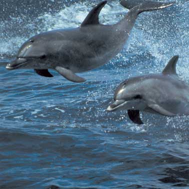 Dolphins [File photo]