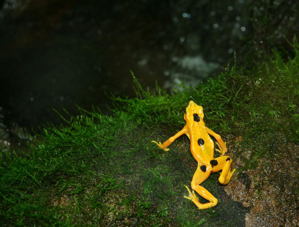 A Panamanian golden frog (Atelopus zeteki) is seen at the El Nispero zoo in Valle de Anton, 124 km east of Panama City, on Nov. 1, 2010. The Panamanian golden frogs which usually inhabit in tropical forest regions, is critically endangered all over the world. [Xinhua]