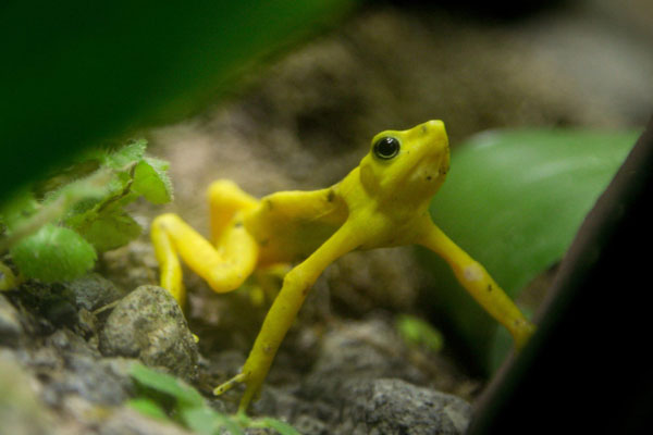 A Panamanian golden frog (Atelopus zeteki) is seen at the El Nispero zoo in Valle de Anton, 124 km east of Panama City, on Nov. 1, 2010. The Panamanian golden frogs which usually inhabit in tropical forest regions, is critically endangered all over the world. [Xinhua]