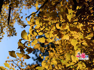 Located in the North West suburb area of Beijing, Fragrant Hills is the most famous park in Beijing to admire the red leaves. From every end of September to the beginning of November, that is the best time to admire the red leaves which are mostly smoke trees and maple trees. Beijing Fragrant Hills Red Leaves Festival was open from October 15th to November 7th at Fragrant Hills. [Photo by Zhang Lin]