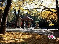 Located in the North West suburb area of Beijing, Fragrant Hills is the most famous park in Beijing to admire the red leaves. From every end of September to the beginning of November, that is the best time to admire the red leaves which are mostly smoke trees and maple trees. Beijing Fragrant Hills Red Leaves Festival was open from October 15th to November 7th at Fragrant Hills. [Photo by Zhang Lin]