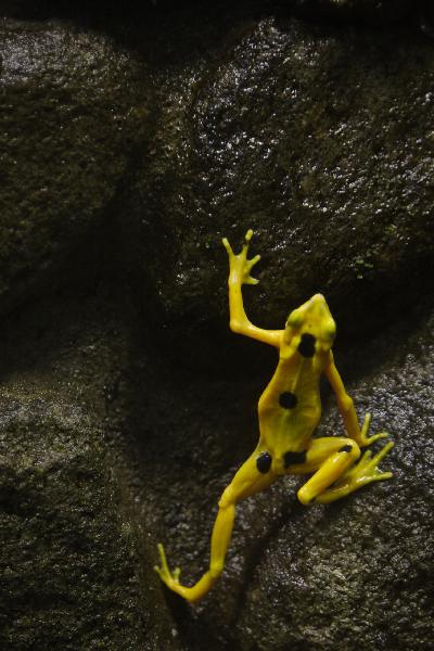 A Panamanian golden frog (Atelopus zeteki) is seen at the El Nispero zoo in Valle de Anton, 124 km east of Panama City, on Nov. 1, 2010. The Panamanian golden frogs which usually inhabit in tropical forest regions, is critically endangered all over the world. 
