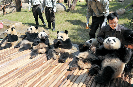 Six giant pandas meet visitors at the Xiangjiang Safari Park in Guangzhou, Guangdong Province, yesterday. The six pandas from the Bifengxia panda breeding center in Sichuan Province will join the six pandas already in the zoo to greet visitors to the city for the Guangzhou 2010 Asian Games which runs from November 12-27.[Shanghai Daily]