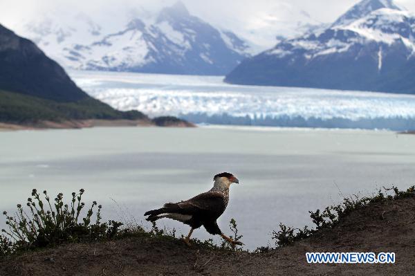 A &apos;Carancho&apos; (typical local bird) walks in the vicinity of the Perito Moreno Glacier, the most famous and stunning at Glacier National Park, opposite the Magallanes Peninsula, 78 kilometers away from the city of El Calafate, Argentina, on Nov. 2, 2010.