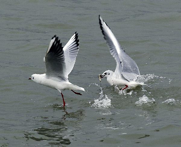 Gulls catch fish in a lake in Daqing, northeast China&apos;s Heilongjiang Province, Oct. 14, 2010. Every year when it comes to autumn and winter, a large number of black-headed gulls flock in the wetland of Daqing. 
