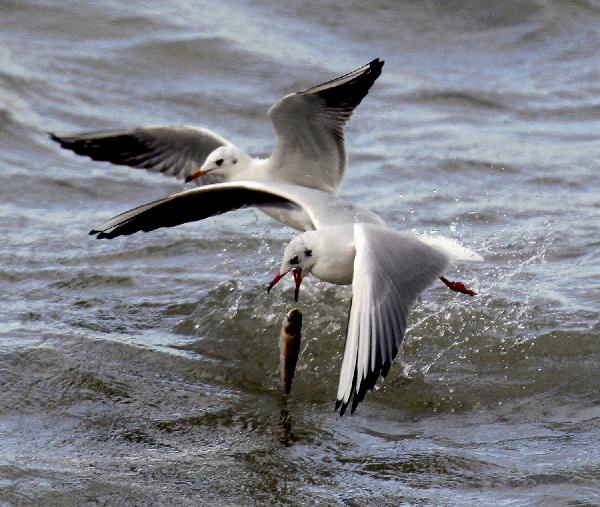 Gulls catch fish in a lake in Daqing, northeast China&apos;s Heilongjiang Province, Oct. 14, 2010. Every year when it comes to autumn and winter, a large number of black-headed gulls flock in the wetland of Daqing. 