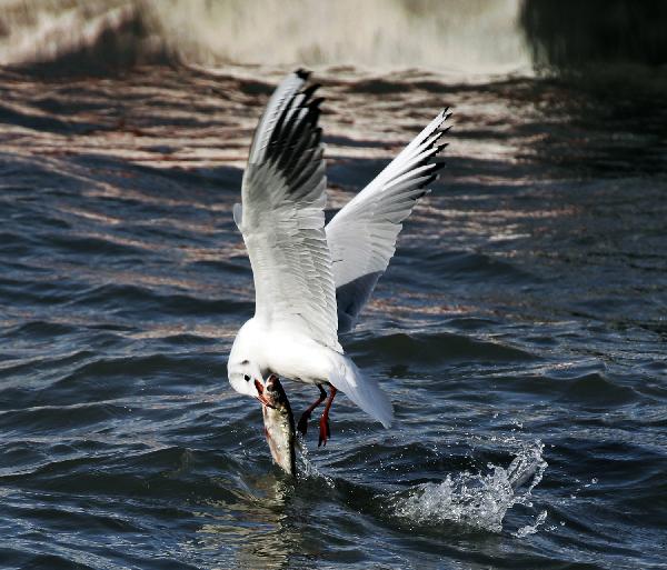 A gull catches fish in a lake in Daqing, northeast China&apos;s Heilongjiang Province, Oct. 14, 2010. Every year when it comes to autumn and winter, a large number of black-headed gulls flock in the wetland of Daqing. 