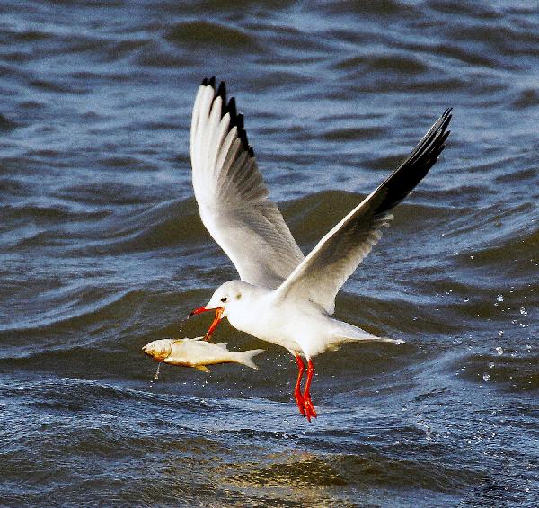 A gull catches fish in a lake in Daqing, northeast China&apos;s Heilongjiang Province, Oct. 14, 2010. Every year when it comes to autumn and winter, a large number of black-headed gulls flock in the wetland of Daqing. 