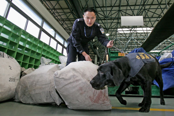 This file photo shows a police dog inspecting parcels at Guangzhou Customs on March 9. [Fan Yong / China News Service]    