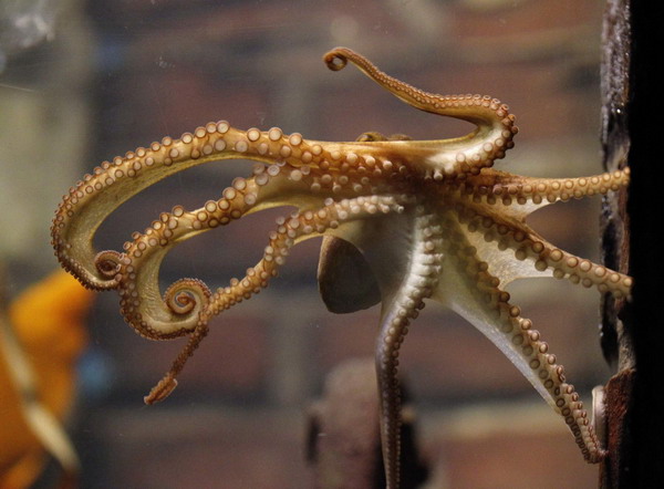 Octopus Paul II is presented to the media at the Sea Life Centre in the western German city of Oberhausen, November 3, 2010. Paul II replaces World Cup oracle Octopus Paul, who died last week.