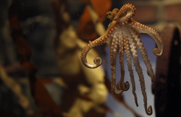 Octopus Paul II is presented to the media at the Sea Life Centre in the western German city of Oberhausen, November 3, 2010. [China Daily/Agencies] 