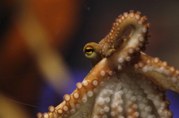 Octopus Paul II is presented to the media at the Sea Life Centre in the western German city of Oberhausen, November 3, 2010. [China Daily/Agencies]