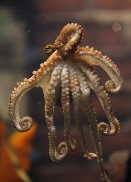 Octopus Paul II is presented to the media at the Sea Life Centre in the western German city of Oberhausen, November 3, 2010. [China Daily/Agencies]