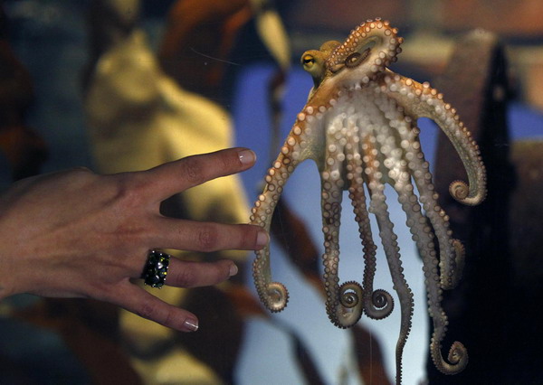 Octopus Paul II is presented to the media at the Sea Life Centre in the western German city of Oberhausen, November 3, 2010. [China Daily/Agencies]