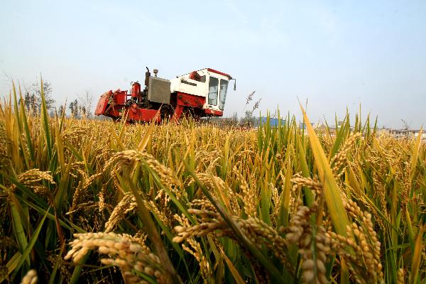 A reaping machine is seen working in a paddy field in Huaiyuan County of Bengbu, east China&apos;s Anhui Province, Nov. 3, 2010. [Xinhua]