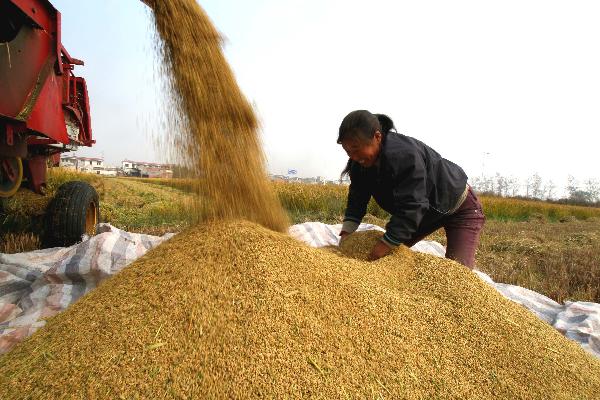 A woman works in a paddy field in Huaiyuan County of Bengbu, east China&apos;s Anhui Province, Nov. 3, 2010. [Xinhua]