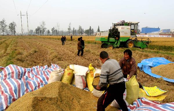 Farmers work in a paddy field in Huaiyuan County of Bengbu, east China&apos;s Anhui Province, Nov. 3, 2010. [Xinhua]