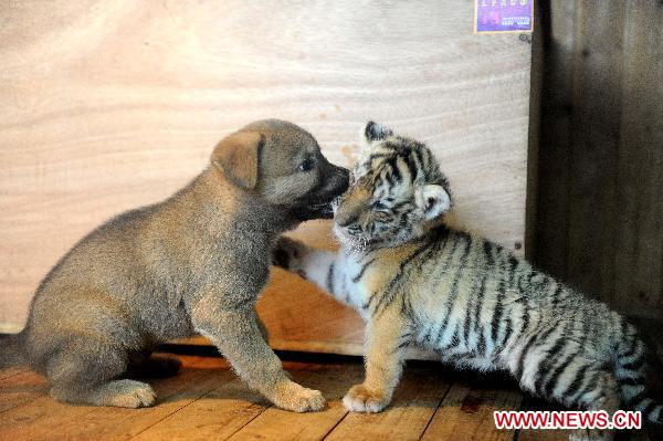 A Siberian tiger cub plays with a baby dog in Hangzhou Wildlife Zoo in Hangzhou, Nov. 3, 2010. The tiger cub, called Lucky, was born a month ago. As the tiger mother refuses to feed Lucky, staff members of the zoo selected a dog to raise it in the dog family. [Xinhua]