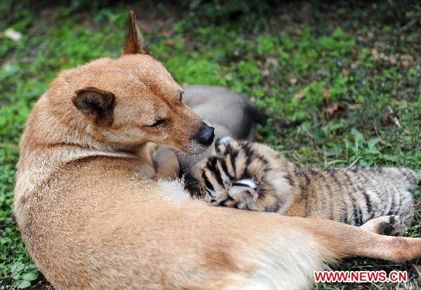 A female dog feeds its baby and a Siberian tiger cub together in Hangzhou Wildlife Zoo in Hangzhou, Nov. 3, 2010. The tiger cub, called Lucky, was born a month ago. As the tiger mother refuses to feed Lucky, staff members of the zoo selected a dog to raise it in the dog family. [Xinhua]