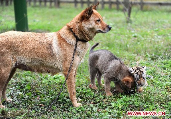 A Siberian tiger cub plays with a baby dog as a female dog stands by in Hangzhou Wildlife Zoo in Hangzhou, Nov. 3, 2010. The tiger cub, called Lucky, was born a month ago. As the tiger mother refuses to feed Lucky, staff members of the zoo selected a dog to raise it in the dog family. [Xinhua]