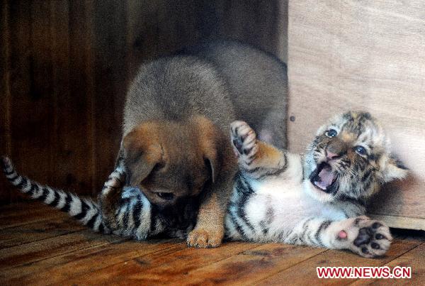 A Siberian tiger cub plays with a baby dog in Hangzhou Wildlife Zoo in Hangzhou, Nov. 3, 2010. The tiger cub, called Lucky, was born a month ago. As the tiger mother refuses to feed Lucky, staff members of the zoo selected a dog to raise it in the dog family. [Xinhua] 