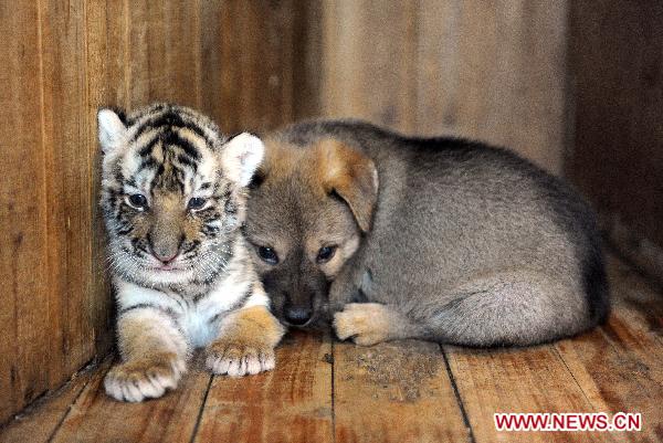 A Siberian tiger cub plays with a baby dog in Hangzhou Wildlife Zoo in Hangzhou, Nov. 3, 2010. The tiger cub, called Lucky, was born a month ago. As the tiger mother refuses to feed Lucky, staff members of the zoo selected a dog to raise it in the dog family. [Xinhua]