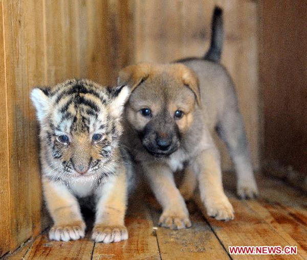 A Siberian tiger cub stays together with a baby dog in Hangzhou Wildlife Zoo in Hangzhou, Nov. 3, 2010. The tiger cub, called Lucky, was born a month ago. As the tiger mother refuses to feed Lucky, staff members of the zoo selected a dog to raise it in the dog family. [Xinhua]