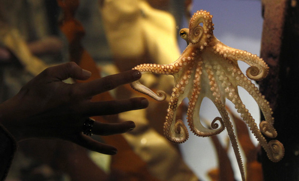 Octopus Paul II is presented to the media at the Sea Life Centre in the western German city of Oberhausen, November 3, 2010. Paul II replaces World Cup oracle Octopus Paul, who died last week. [Xinhua/Reuters] 