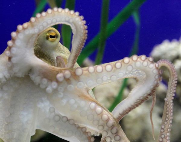 Octopus Paul II is presented to the media at the Sea Life Centre in the western German city of Oberhausen, November 3, 2010. Paul II replaces World Cup oracle Octopus Paul, who died last week. [Xinhua/Reuters] 