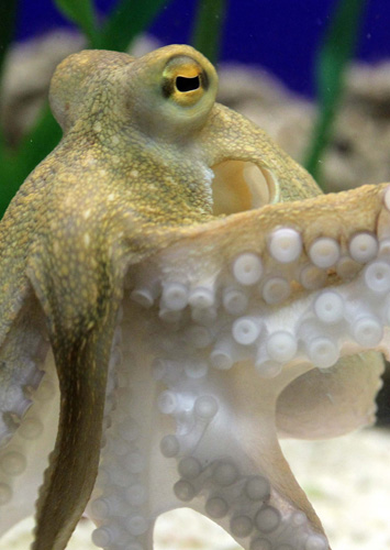 Octopus Paul II is pictured at the Sea Life Centre in the western German city of Oberhausen, November 2, 2010. (Xinhua/Reuters Photo)