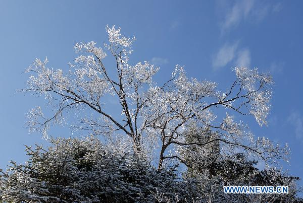 Photo taken on Nov. 4, 2010 shows trees covered with frozen snow in Shennongjia Nature Reserve in central China's Hubei Province. As the winter approaches, local temperature drops sharply. [Xinhua/Liu Hu]