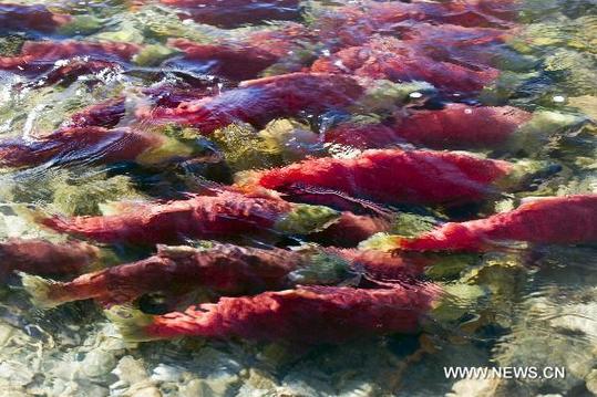 The sockeye salmons swim upstream in the Adams River in the Province of British Columbia, Canada, Oct. 7, 2010. As many as 2.5 million sockeye salmons are expected to be flooding into the Adams river this year, which is supposed to be the biggest sockeye run in a century. [Xinhua]