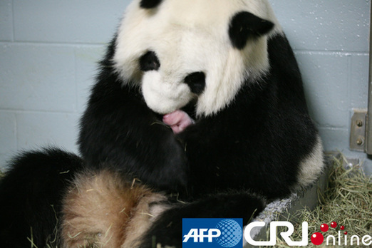 Lun Lun, 13, gave birth to a healthy cub at Zoo Atlanta. [CRI]