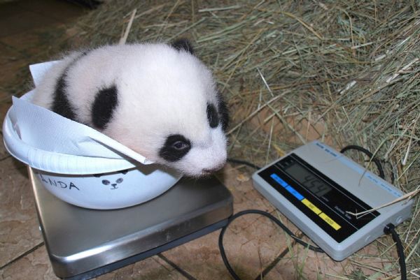 A male giant panda cub is weighed at the zoo in Vienna, November 2, 2010. The cub, weighing 4.54 kg of pandas Yang Yang and Long Hui was born on August 23 in the zoo and is yet to be named. The pandas were transferred from China to Schoenbrunn Zoo in 2003, and are on loan to Austria by China for a period of 10 years. [Xinhua/Reuters] 