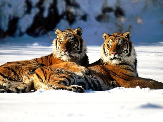 Siberian tigers [File photo] 
