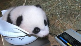 Newly born panda cub in Vienna needs a name