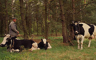 Farmer with cows, Poland. [WWF] 