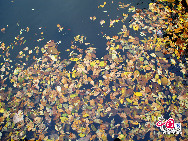 Qianshan National Park is a mountainous national park in Liaoning Province, China. The park is referred to as 'The Northeast Pearl''. The name Qianshan literally means 'Thousand mountains'.The park area of 44 square kilometres, is filled with both Buddhist and Taoist temples, monasteries and nunneries. [Photo by Yu Jiaqi]